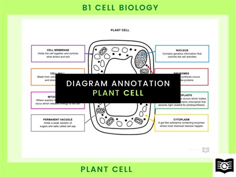 Plant Cell Diagram | Teaching Resources