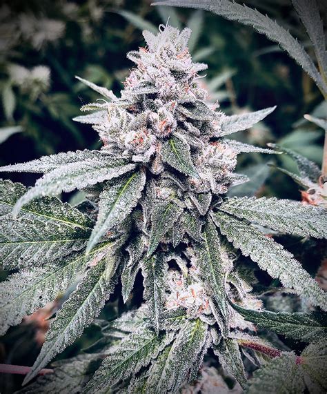 Top 10 Most Powerful Cannabis Strains 2024