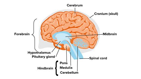 Labeled Brain Anatomy Diagram