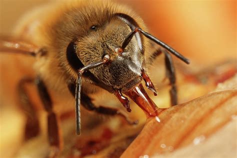 Bee Eating Honey Photograph by Scott Thompson - Fine Art America