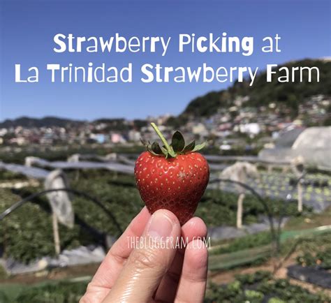 Strawberry Picking at La Trinidad Strawberry Farm - The Bloggeram