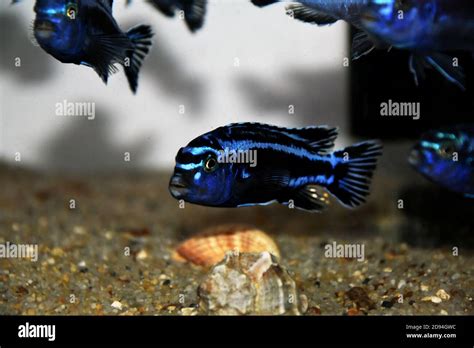 Malawi cichlids hi-res stock photography and images - Alamy