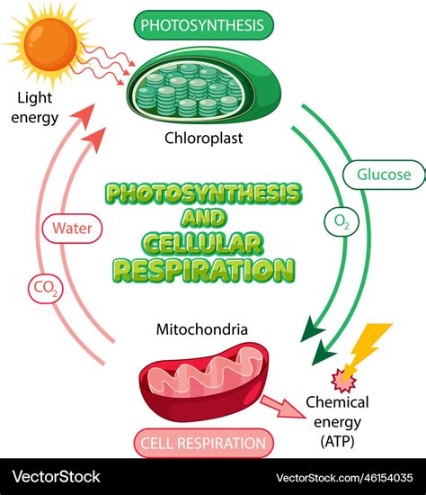 Photosynthesis and cellular respiration diagram Vector Image