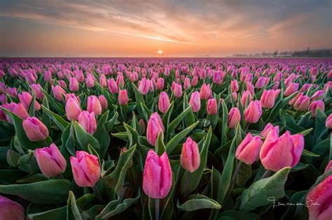 Download Pink Flower Sunset Nature Tulip HD Wallpaper