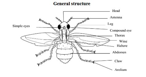 THE HOUSE FLY - revisionug.com