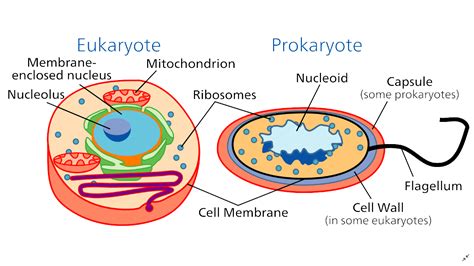 Organism - Definition and Examples - Biology Online Dictionary