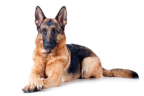 German Shepherd Dog Dog Breed Information