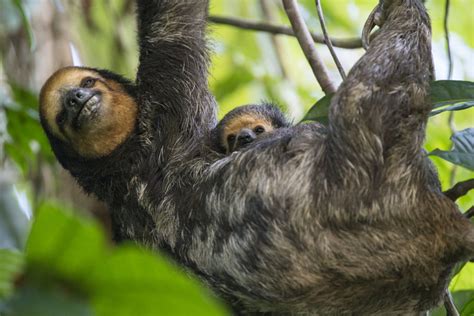 Baby Sloths: Everything you always wanted to know - Sloth Conservation