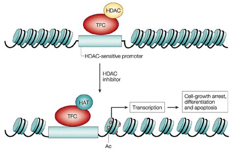 Global Histone Deacetylase Inhibitors Market 2015 Industry Trends ...