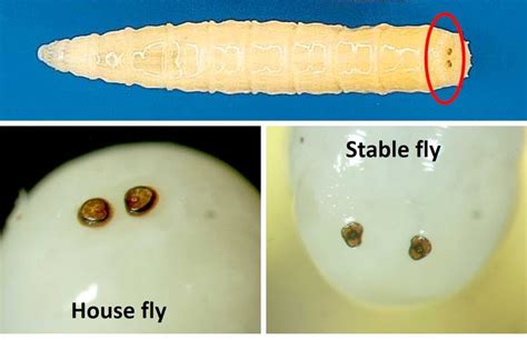 House Fly Larvae