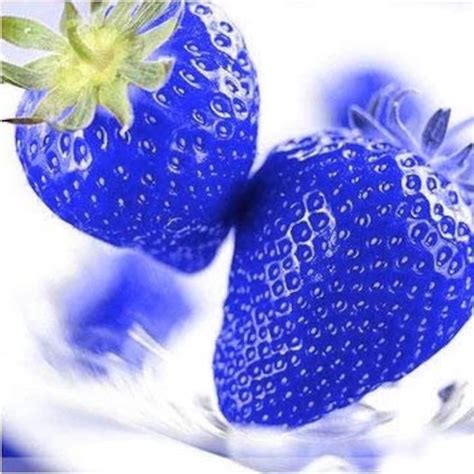 Blue Strawberry Seeds, Rare Blue Strawberry, Nutritious Fruit Seed ...