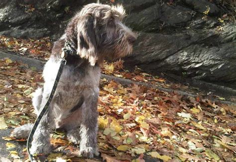 Spinone Italiano - Dog Breed Standards