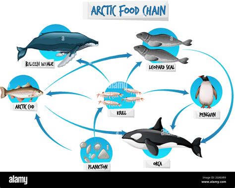 Whale food chain Cut Out Stock Images & Pictures - Alamy