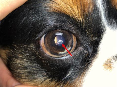 Veterinary Corneal Dystrophy Treatment in Tulsa & Oklahoma City, OK ...