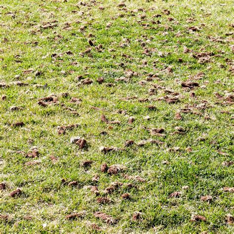 Lawn Care: How to Aerate Your Lawn | Cardinal Lawns