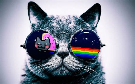 Cat with Glasses Wallpapers - Top Free Cat with Glasses Backgrounds ...