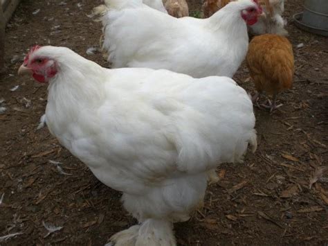 White Cochin??? | BackYard Chickens