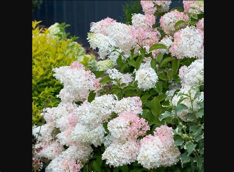 [Updated] 10+ Best Full Sun Hydrangea - Spider Farmer