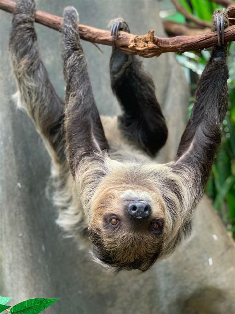 New Two-toed Sloth Arrives at Smithsonian’s National Zoo | Smithsonian ...