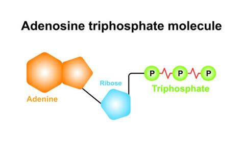 Atp Structure