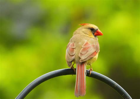 Female Cardinal on Pole Photograph by Bill and Linda Tiepelman