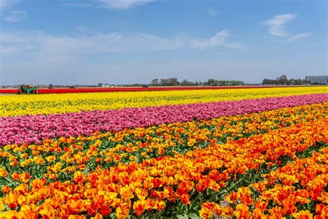 Visit the Tulip Fields in The Netherlands & Keukenhof