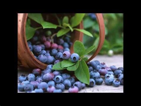 Bilberry Versus. Blueberry - Proper Nutrition | NutritionOfPower.com