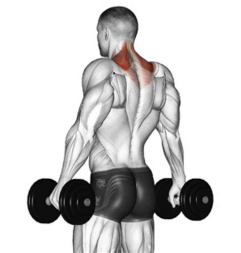 The Dumbbell Shrug: A Complete Guide | Form, Benefits & Variations!