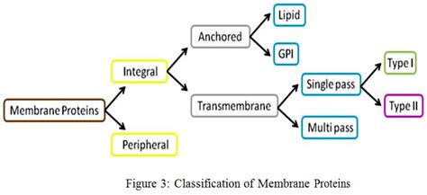 Multilabel Classification of Membrane Protein in Human by Decision Tree ...