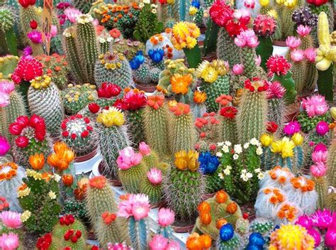 25 Beautiful Cactus Garden Ideas | Trees.com