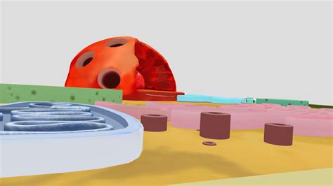 plant cell - 3D model by karinafirstiary [687d5b7] - Sketchfab