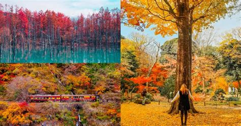 Fall Foliage Forecast 2024 - Inga Regina