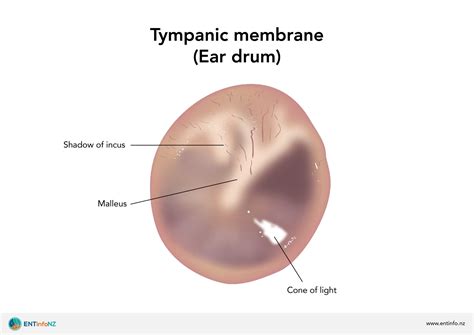 Structure and function of the ear - ENT Info