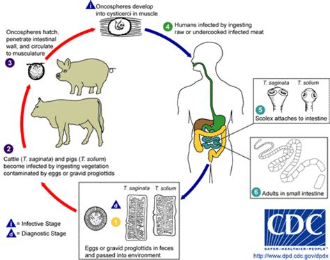 Tapeworm Symptoms, Treatment, And Prevention | HubPages