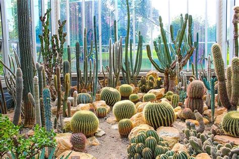 25 Beautiful Cactus Garden Ideas | Trees.com