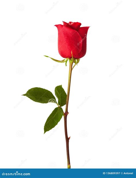 Red Rose Isolated on White Background Stock Image - Image of gift ...