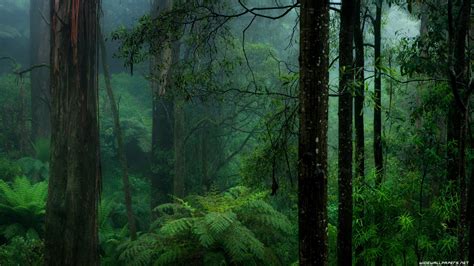 Ecosystem, Tropical Rain forest, Fore[3840 × 2160] : r/wallpaper