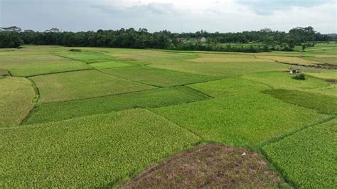 paddy rice field with aerial view, landscape 20052702 Stock Video at ...