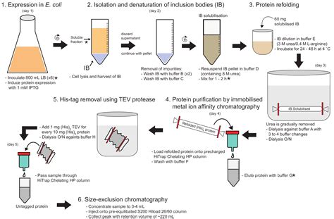 Cell Lysis Buffer Recipe Protein Purification - Bios Pics