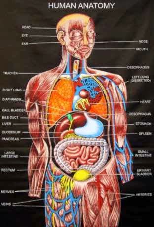 Nurse Eddy: Your Ultimate Guide in Surviving Nursing School