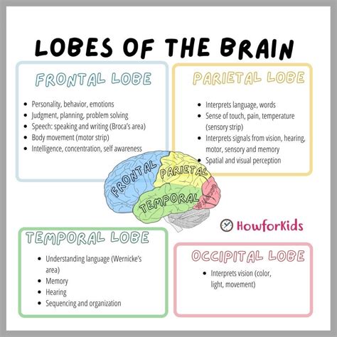 Brain Lobes And Function Chart