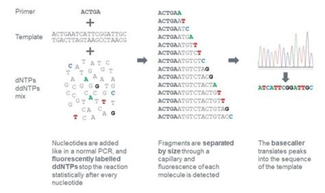 How Does Sanger Sequencing Work