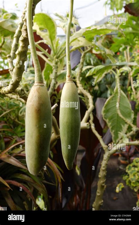 Brugmansia snowbank seed pods - Angel Trumpet Stock Photo - Alamy