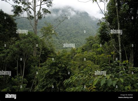 tropical rainforest Sarawak Malaysia Stock Photo - Alamy