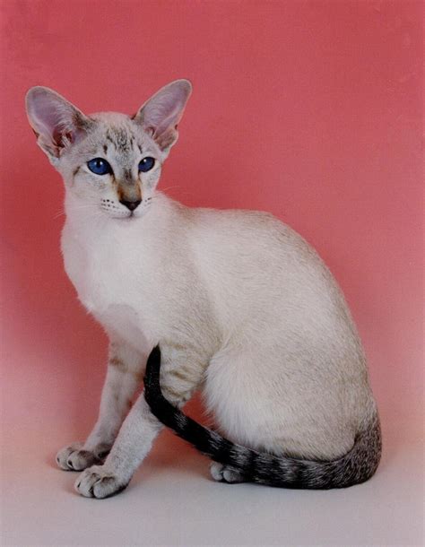 Tabby Point Siamese Cat | Siamese cats, Ragdoll cat, Kittens