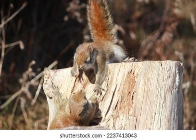 Squirrels Fighting Royalty-Free Images, Stock Photos & Pictures ...