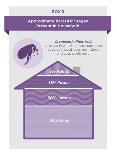 Flea Allergy Dermatitis: What Your Clients Need to Know | Today's ...