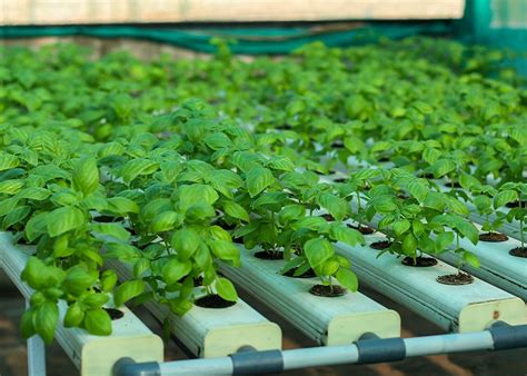 Commercial Hydroponics in Chennai - Balcony Crops