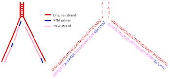 RNA Primer | Definition & Function - Lesson | Study.com