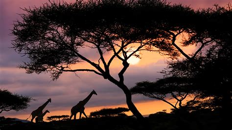 African safari sunset, Serengeti National Park, Tanzania – Windows ...